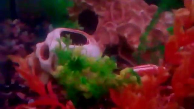 Обзор На Наш Аквариум, Видео Для Детей +0 смотреть онлайн