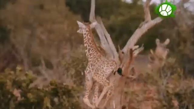 Последний жираф смотреть онлайн