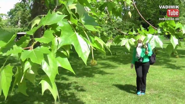 HYDE PARK - LONDON (HD) смотреть онлайн