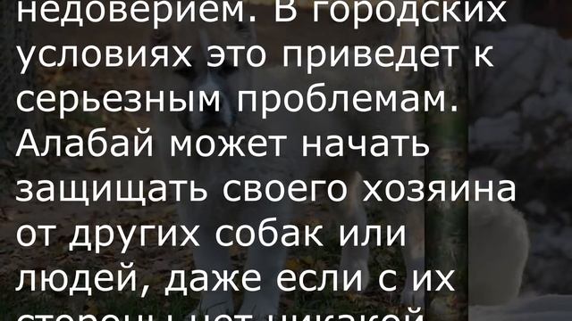 Алабай. Описание породы. Среднеазиатская овчарка. Описание пород собак. собака для охраны смотреть онлайн