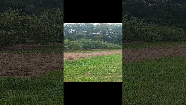 Ясная поляна ,музей усадьба, Лев Толстой, сады, Щекино, тульская область