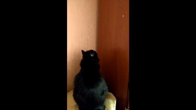 Ремонт мебели не дорого.Как кошка делает ремонт шкафа.Furniture repair is not expensive. смотреть онлайн