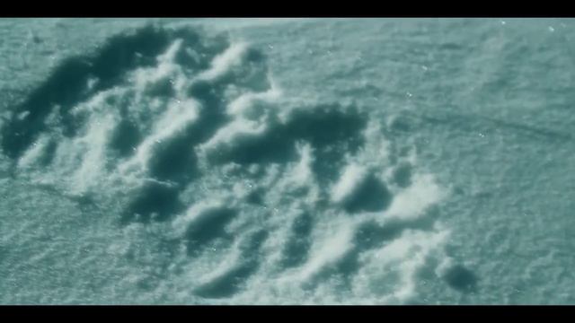 О мониторинге снежного барса в Иркутской области смотреть онлайн