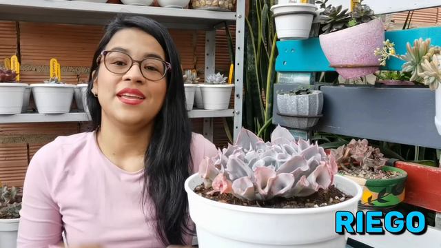 🎺 ECHEVERIA TRUMPET PINK: todo lo que debes saber 🌱 | Jardines by Angie смотреть онлайн