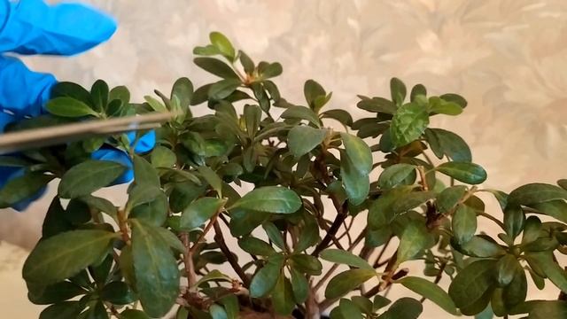 Комнатные цветы. АЗАЛИЯ ОБРЕЗКА ПОСЛЕ ЦВЕТЕНИЯ