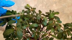 Комнатные цветы. АЗАЛИЯ ОБРЕЗКА ПОСЛЕ ЦВЕТЕНИЯ