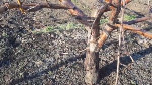 Весенняя обработка персика от курчавости. Обработка абрикоса, груши, яблони. Скор. Фуфанон Нова.