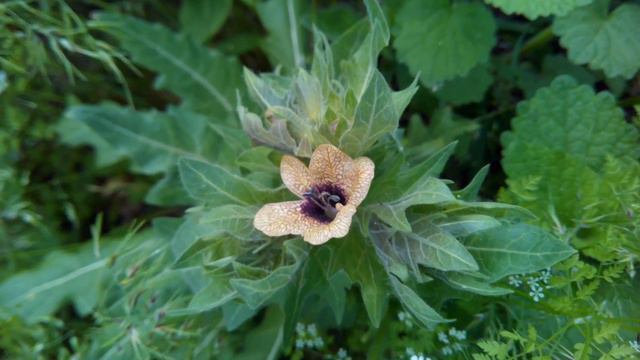 Странный цветок смотреть онлайн