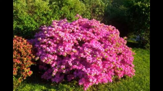 Azalea смотреть онлайн