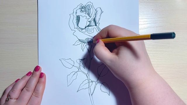 Как нарисовать розу ручкой? Рисуем вместе смотреть онлайн