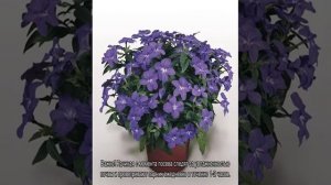 Броваллия — что это за комнатный цветок