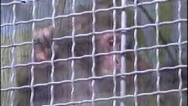 4к, японские макаки смотреть онлайн