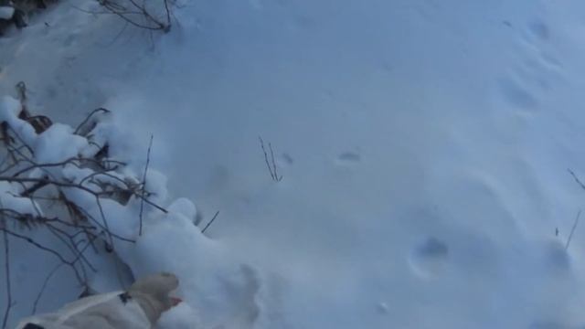 Белая куропатка