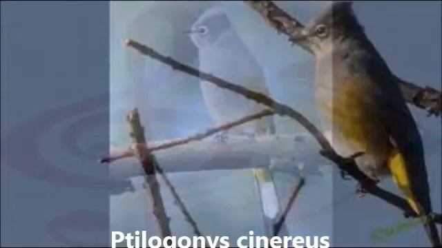 Canto del Papamoscas Sedoso Gris (Ptilogonys cinereus) El capulinero gris #jtriunfal смотреть онлайн