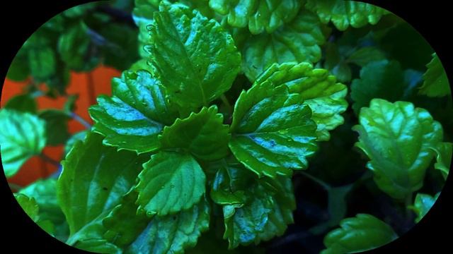 PLANTA DEL DINERO MILLONARIA, SUERTE, ABUNDANCIA consejos y cuidados #plants #natural #nature смотреть онлайн