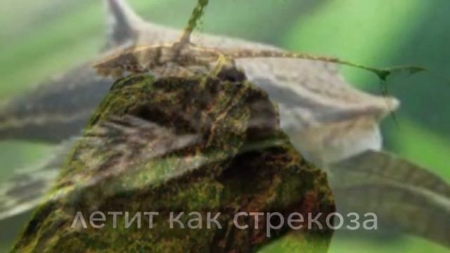 Стурисома Панамская!!! Обзор рыбки смотреть онлайн