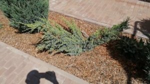 ХВОЙНЫЙ МИКС ОКОЛО ДОМА. ЕЩЕ ОДНА КЛУМБА. ОБЗОР.