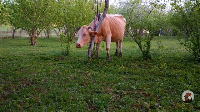 Közün Altında-Tavada Piroq | Готовим Пирог на Костре | Cooking Cake on Campfire смотреть онлайн