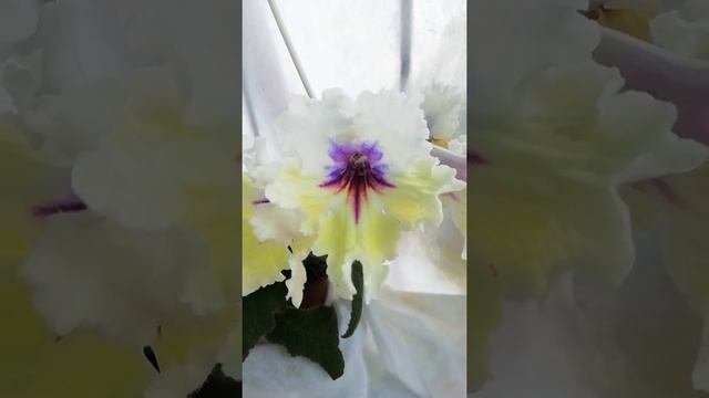 Tristan смотреть онлайн