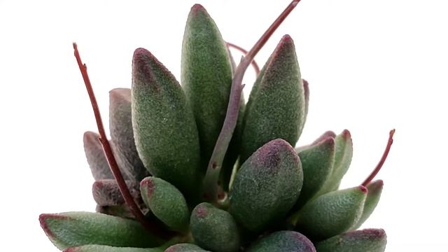 Adromischus lavaranos смотреть онлайн