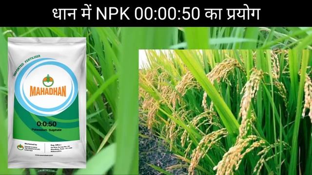 धान में NPK 00:00:50 का प्रयोग कब करे // धान की बालियां लम्बी ओर चमकदार कैसे बनाएं // dhan ki kheti смотреть онлайн