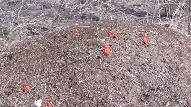 Академгородок. Ранняя весна смотреть онлайн