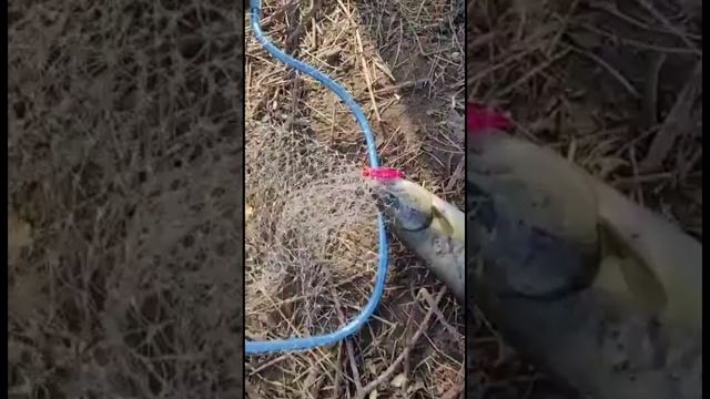 Ловля кеты на воблер 90 мм (25 гр) от Mr. Musurok