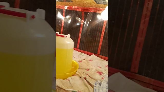 покупали муларды, а что получили???? смотреть онлайн