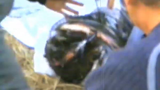 Опала-Камчатка (Kamchatka)