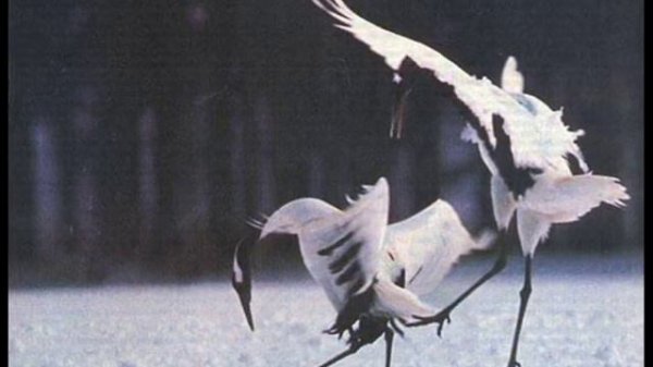 Далеко -далеко журавли улетели