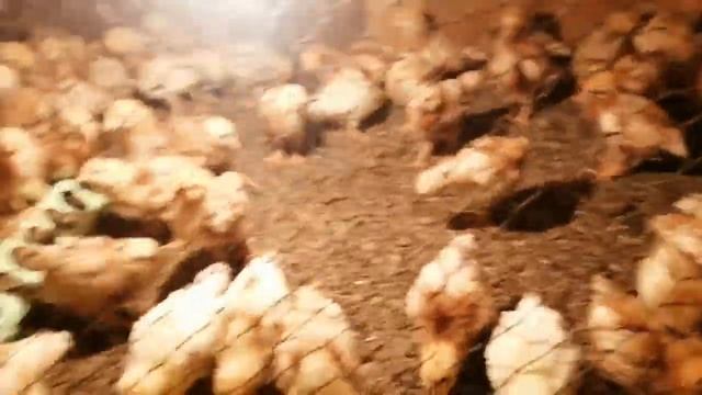 Цыплята несушки, породы Ломан Браун. Laying hens of the Loman brown breed. смотреть онлайн