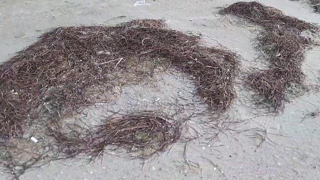 Поймал саргана на пилькер. Лазурное, яма, Джарылгачский залив смотреть онлайн