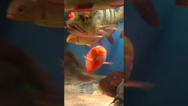 Aquarium with tropical fish. Аквариум рыбака. Огромные тропические рыбы в аквариуме. Рыбки. #shorts смотреть онлайн