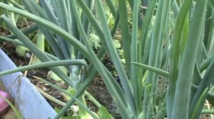 Уход за луком в июле   Лук на гребнях (китайский способ)