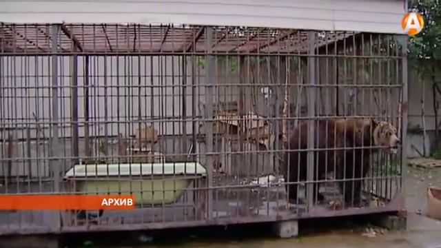 Два медведя с Кольского пивзавода переедут в Подмосковье смотреть онлайн