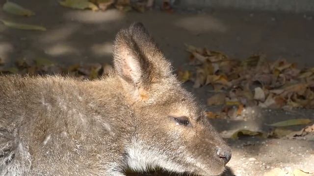 Bennettkänguru (Macropus rufogriseus) Zoo Schönbrunn – Panasonic LUMIX DC-FZ 82 смотреть онлайн
