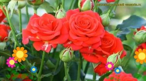 Роза спрей Мирабель. Краткий обзор, описание характеристик, где купить саженцы Mirabel