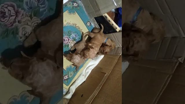 27й день,"рыкуны-гавкуны" смотреть онлайн