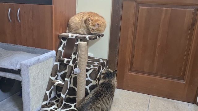 Рыжик и Ариша смотреть онлайн