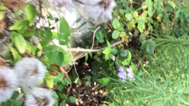 Clématite 'Clematis Justa' Bleu mauve pâle les fleurs s'emballent. смотреть онлайн