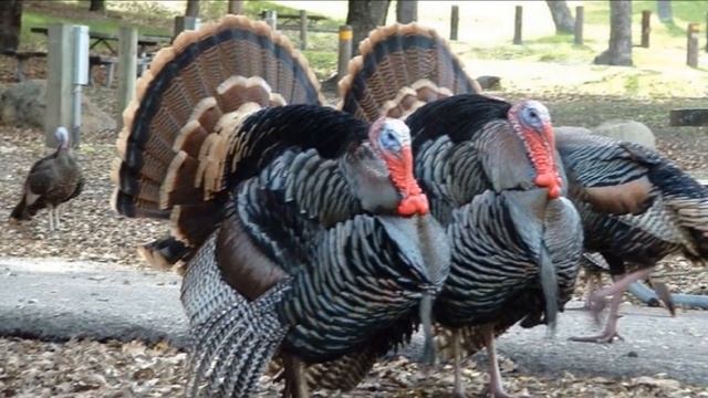 Разведение породы Бронзовых индюков как бизнес идея | Птицеводство | Бронзовые индюки смотреть онлайн