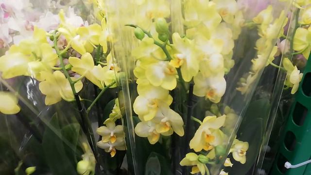 #JMP #орхидея #Фаленопсис
В JMP привезли Камбрии и Дендробиумы-Фаленопсис смотреть онлайн