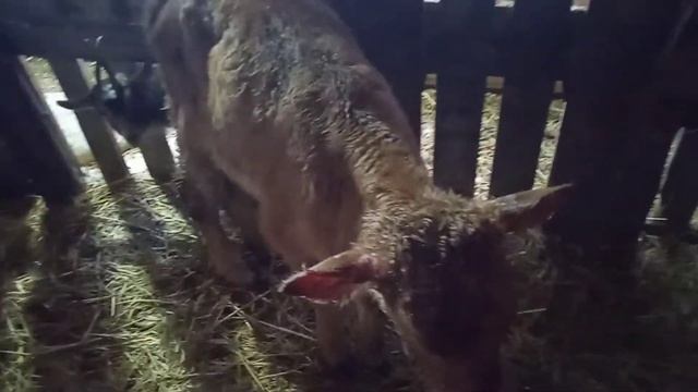 Что делать если телята поносят? смотреть онлайн