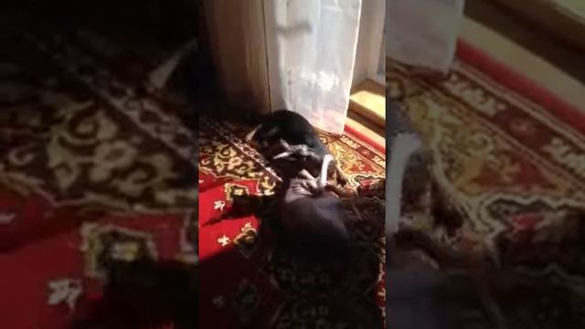 А говорят собаки не любят кошек смотреть онлайн