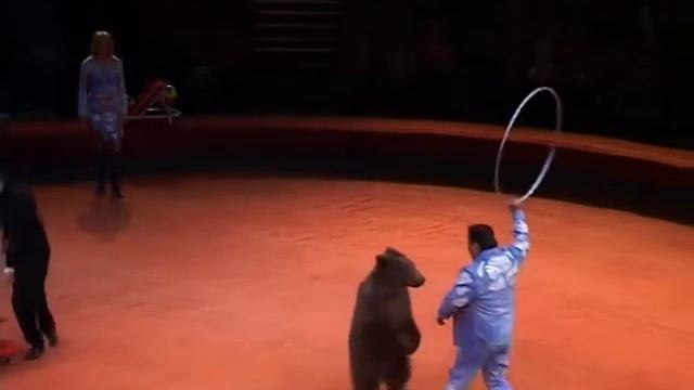 Дрессированные медведи. Черниевский. смотреть онлайн