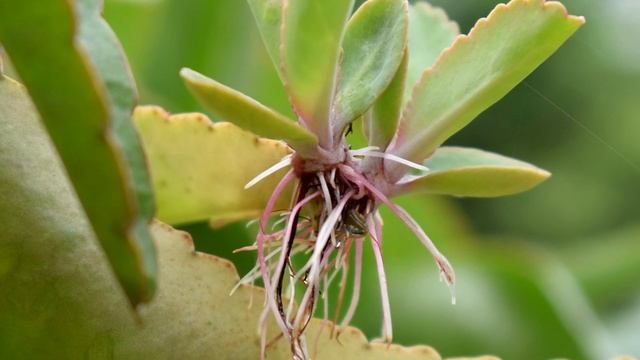 В ЭТОМ РАСТВОРЕ ЛЮБОЙ ЧЕРЕНОК ПУСТИТ КОРНИ ЗА 1 ДЕНЬ! Ещё мой прадед так делал смотреть онлайн