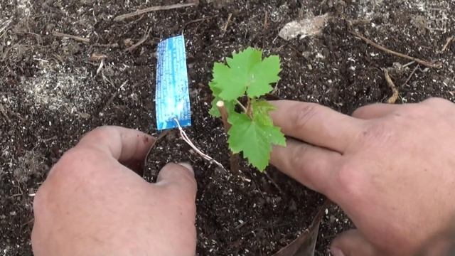 Пересадка черенков винограда (продолжение истории с верхушками саженцев) #Виноград смотреть онлайн