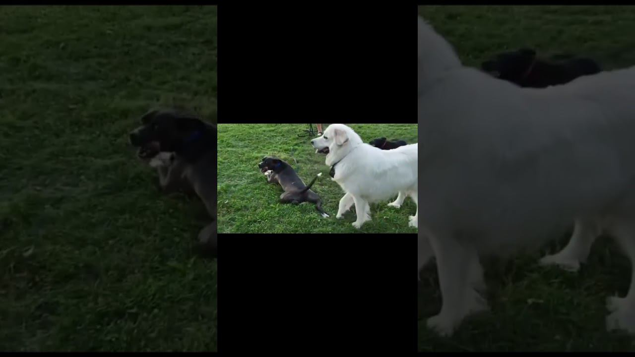 Атака на собак смотреть онлайн