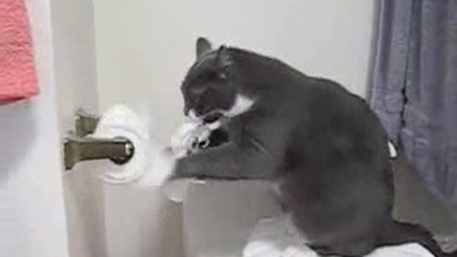 Cat vs Toilet Paper смотреть онлайн