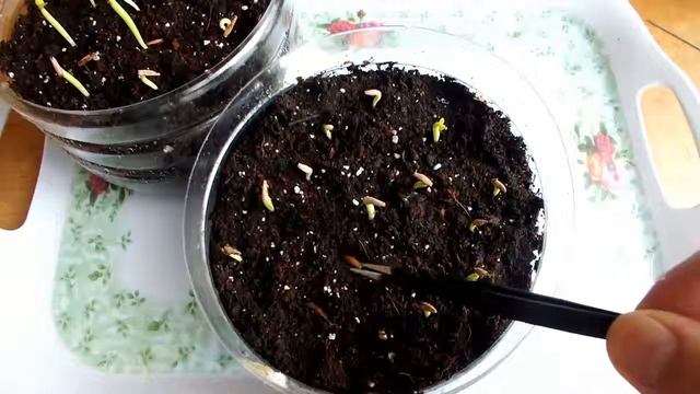 Продолжение первые всходы адениума смотреть онлайн